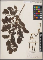 Foto von Salix caprea L.